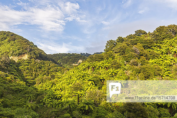 Neuseeland  Grüner Tropenwald