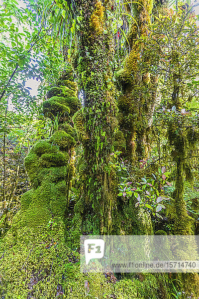 Neuseeland  Grüne  moosbedeckte Bäume im Egmont Nationalpark