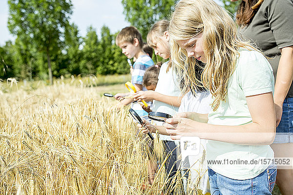 Gruppe von Kindern  die Weizen auf dem Feld untersuchen