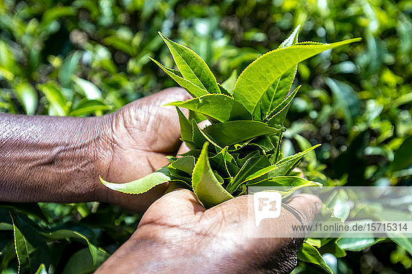Sri Lanka  Uva-Provinz  Haputale  Nahaufnahme der Hände beim Pflücken der Teeblätter
