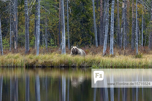 Finnland  Kuhmo  Braunbär (Ursus arctos) steht am Seeufer in der Herbsttaiga