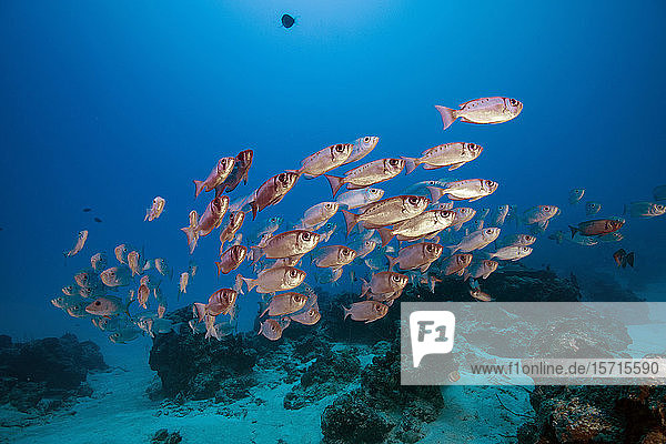 Palau  Schule der Grossaugenfische im Ärmelkanal
