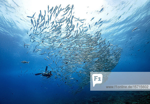 Palau Diver swimming with barracuda school