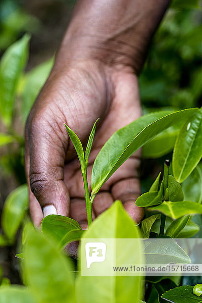 Sri Lanka  Uva-Provinz  Haputale  Nahaufnahme der Hände beim Pflücken der Teeblätter