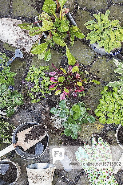 Planting of various green culinary herbs