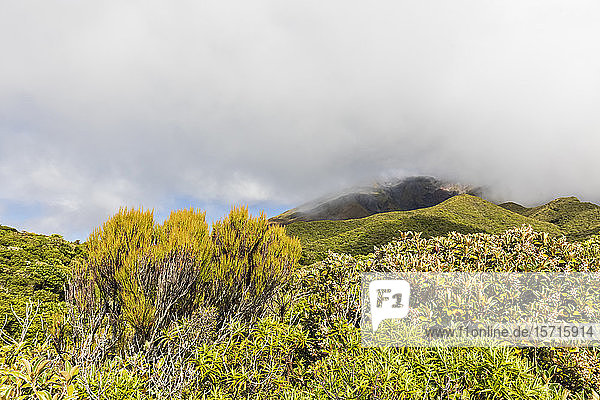New Zealand  Thick clouds over green flora of Mount Taranaki volcano