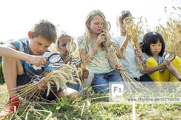 Schulkinder  die Weizenähren im Feld mit ihren Lupen untersuchen