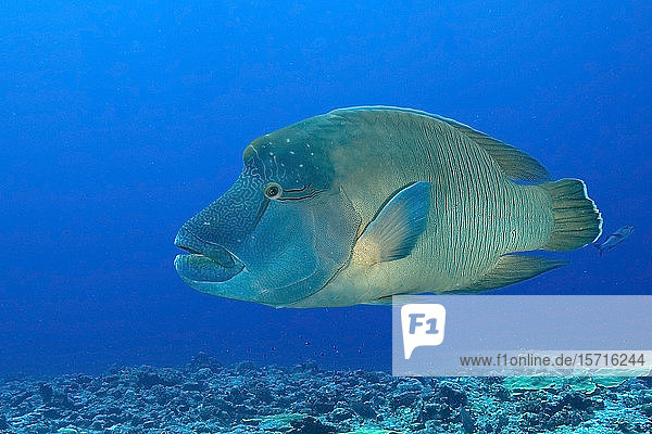 Palau  Blue Corner  Humphead wrasse (Cheilinus undulatus) underwater