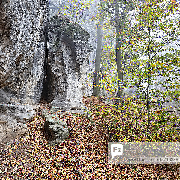 Germany  Saxony  Fallen leaves at bottom of cliff in Saxon Switzerland National Park