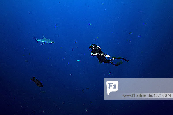 Palau Blue Corner Diver and grey reef shark (Carcharhinus amblyrhynchos) underwater