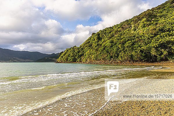 Neuseeland  Region Marlborough  Nikau Cove und Kenepuru Sound