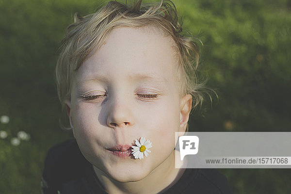 Bildnis eines blonden kleinen Jungen mit Gänseblümchen im Mund