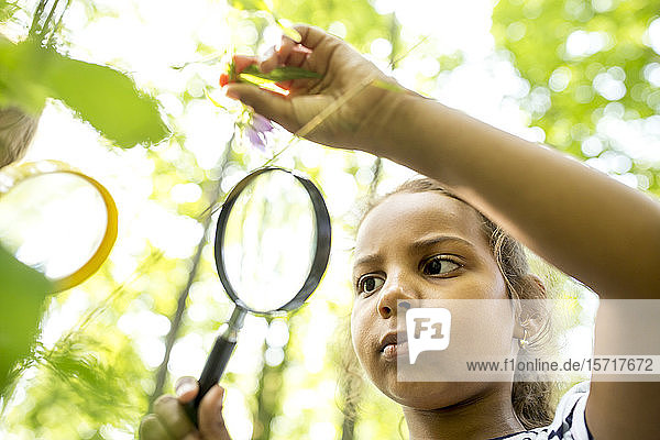 Schulmädchen untersucht Blätter am Baum  mit Vergrößerungsglas