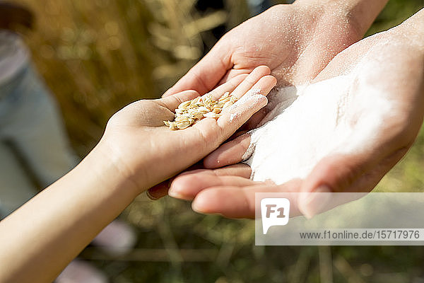 Children's hands holding wheat grains