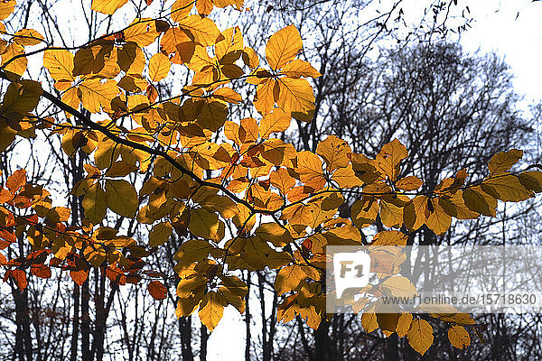 Deutschland  Sachsen Gelbe Blätter am Ast im Wald