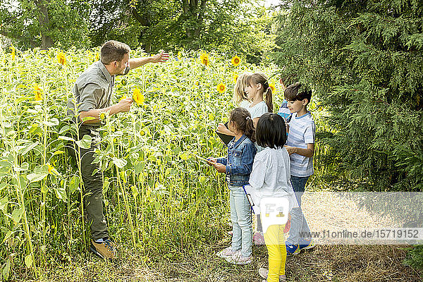 School children learning about nature in a sunflower field
