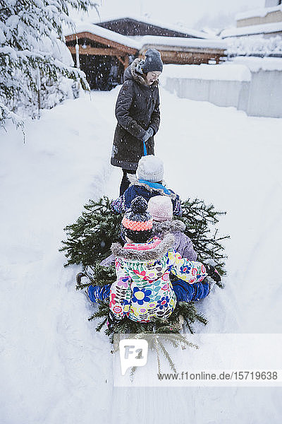 Tannenbaum ziehende Frau und drei Kinder auf Schlitten  Jochberg  Österreich