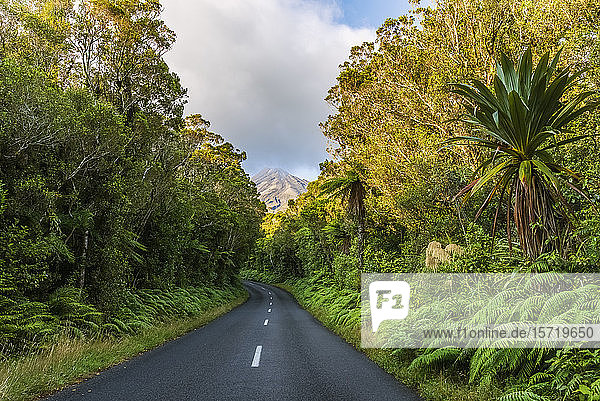 Neuseeland  Leere Autobahn  die durch grünen Wald im Egmont Nationalpark führt