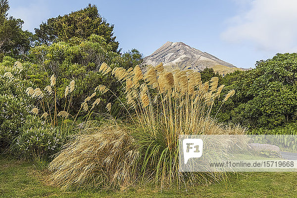 Neuseeland  Schilf wächst im Egmont-Nationalpark mit dem Mount Taranaki im Hintergrund