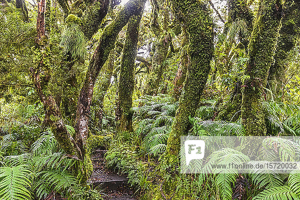 New Zealand  Forest footpath toward Dawson Falls in Egmont National Park