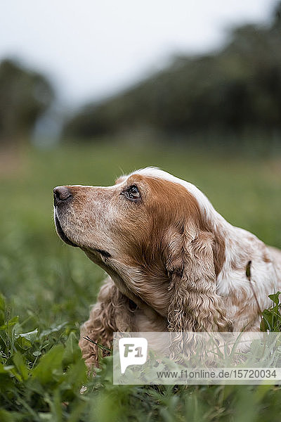 Porträt eines auf der Wiese liegenden Hundes