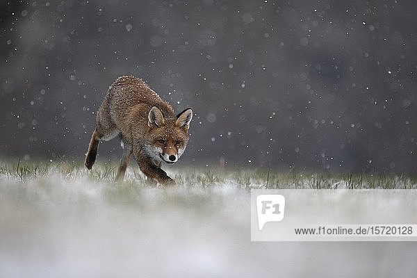 Red fox (Vulpes vulpes) runs during snowfall  Eifel  Rhineland-Palatinate  Germany  Europe
