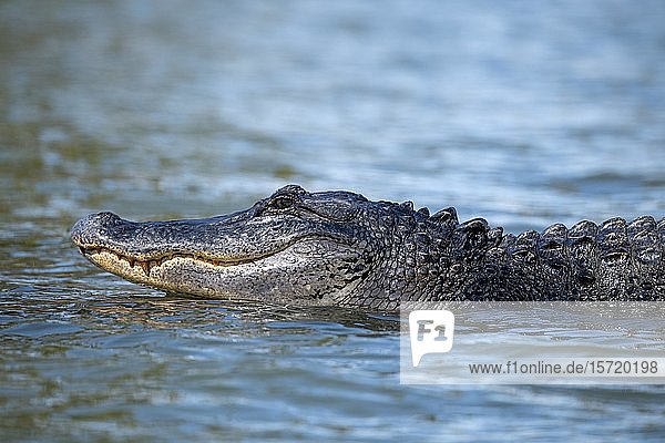 Amerikanischer Alligator (Alligator mississippiensis)  schwimmend im Wasser  Tierporträt  Atchafalaya-Becken  Louisiana  USA  Nordamerika