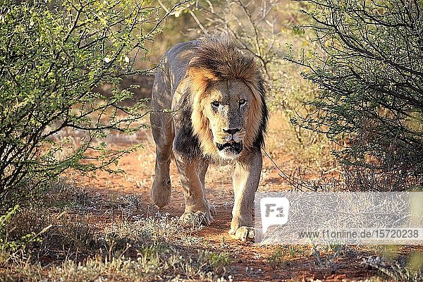 Schwarzmähnenlöwe (Panthera leo vernayi) adult Männchen läuft durch Buschland Tswalu Game Reserve Kalahari Nordkap Südafrika