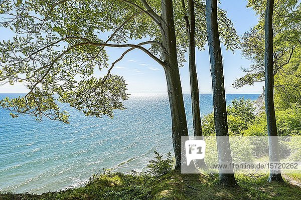 Rotbuchenwald (Fagus sylvatica) an Steilküste und Ostsee  Nationalpark Jasmund  Rügen  Mecklenburg-Vorpommern  Deutschland  Europa