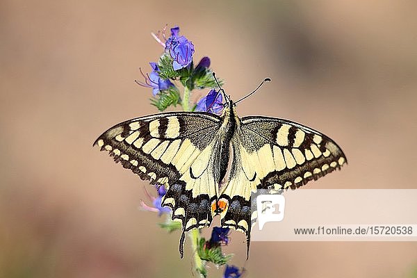 Schwalbenschwanz (Papilio machaon) sitzend auf Natternkopf (Echium vulgare)  Hessen  Deutschland  Europa