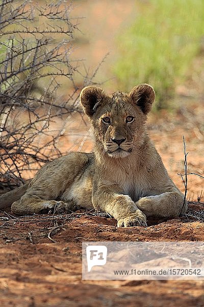 Lion (Panthera leo) young animal rests in the shade Tswalu Game Reserve Kalahari North Cape South Africa Africa