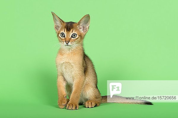 Abessinierkatze (Felis silvestris catus)  Jungtier  wildfarben  9 Wochen  sitzend  grüner Hintergrund  Studioaufnahme  Österreich  Europa