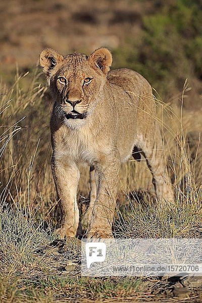 Lioness (Panthera leo) subadult Mountain Zebra National Park Eastern Cape South Africa Africa