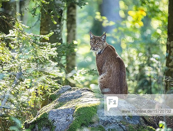 Luchs (Lynx lynx) sitzt auf einem Felsen  in Gefangenschaft  Bayern  Deutschland  Europa