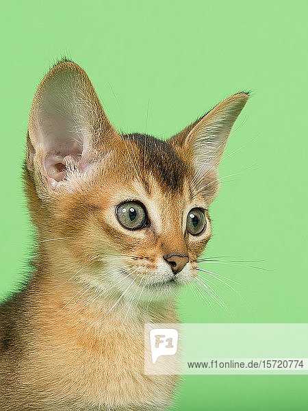 Abessinierkatze (Felis silvestris catus)  Jungtier  wildfarben  9 Wochen  Tierportrait  seitlich  grüner Hintergrund  Studioaufnahme  Österreich  Europa