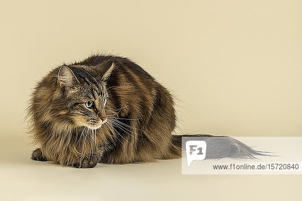 Norwegische Waldkatze (Felis silvestris catus)  männlich  liegend  7 Jahre  Farbe Black Tabby Classic  Österreich  Europa