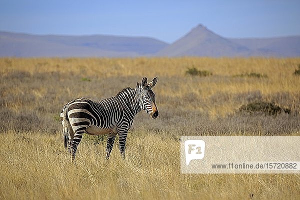 Kap-Bergzebra (Equus zebra zebra)  erwachsen  in trockener Landschaft  Mountain Zebra National Park  Ostkap  Südafrika  Afrika