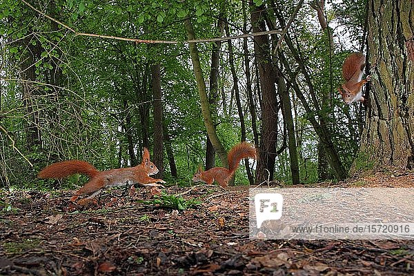 Digitales Composing  Drei eurasische Rothörnchen (Sciurus vulgaris) im Laubwald  Hessen  Deutschland  Europa