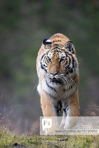 Sibirischer Tiger (Panthera tigris altaica)  laufend  frontal  in Gefangenschaft  Tschechische Republik  Europa