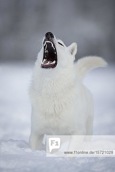 Weißer Hirtenhund  heulend im Schnee  Tirol  Österreich  Europa