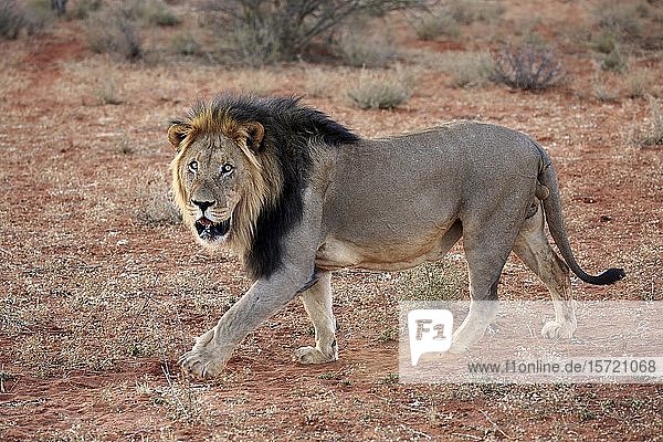 Schwarzmähnenlöwe (Panthera leo vernayi) adult Männchen laufend Tswalu Game Reserve Kalahari Nordkap Südafrika