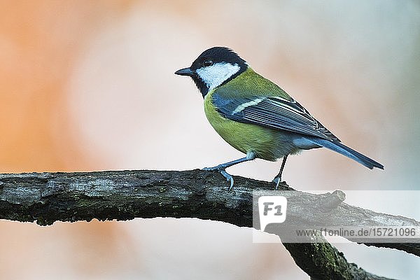 Kohlmeise (Parus major)  sitzend auf einem Ast  Emsland  Niedersachsen  Deutschland  Europa