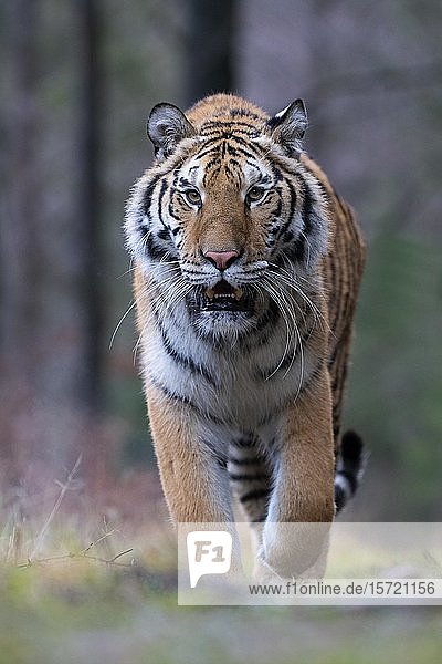 Sibirischer Tiger (Panthera tigris altaica)  laufend  direkte Ansicht  in Gefangenschaft  Tschechische Republik  Europa
