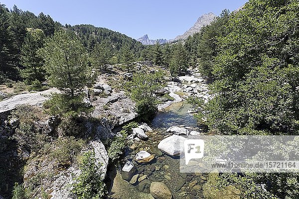 Bergbach Viru in Naturlandschaft  Viru-Tal  Albertacce  Korsika  Frankreich  Europa