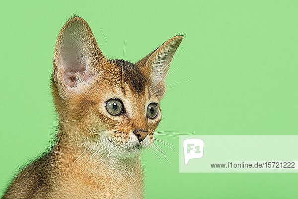 Abessinierkatze (Felis silvestris catus)  Jungtier  wildfarben  9 Wochen  Tierportrait  seitlich  grüner Hintergrund  Studioaufnahme  Österreich  Europa
