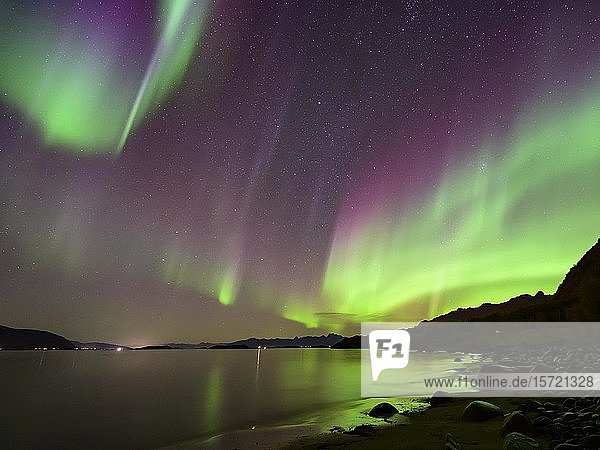 Polarlicht an der Küste Nordlicht (Aurora borealis) Lofoten Norwegen Europa