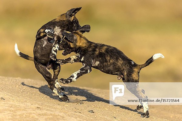 African Wild Dog puppies playing.
