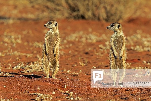 Zwei Erdmännchen (Suricata suricatta)  erwachsen  aufrecht stehend  wachsam  Tswalu Game Reserve  Kalahari  Nordkap  Südafrika  Afrika