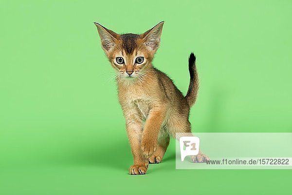 Abessinierkatze (Felis silvestris catus)  Jungtier  wildfarben  9 Wochen  grüner Hintergrund  Studioaufnahme  Österreich  Europa