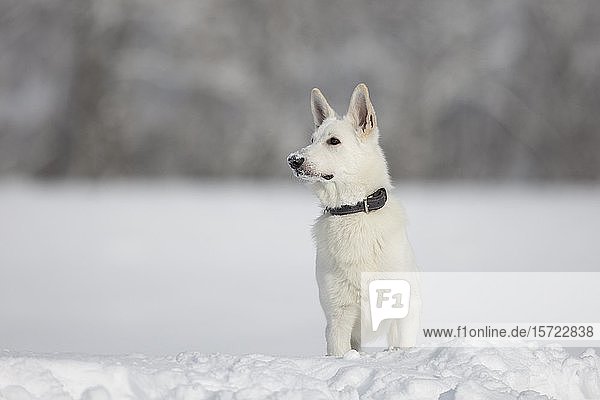 Weißer Hirtenhund Hund im Schnee  Tirol  Österreich  Europa